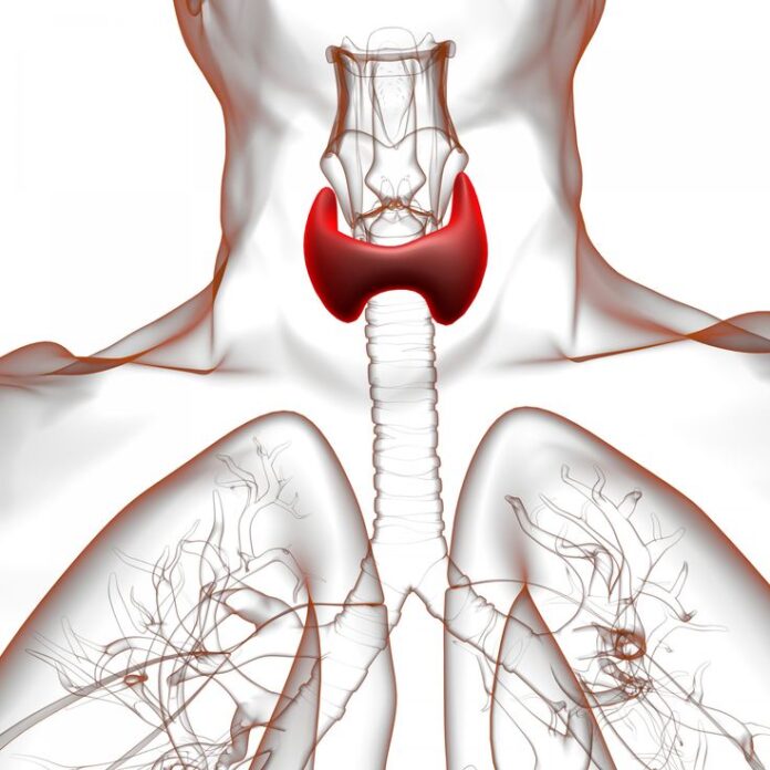 thyroid